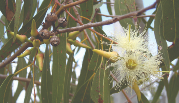 Eucalyptus Plant: A Resourceful Ally or Environmental Foe?